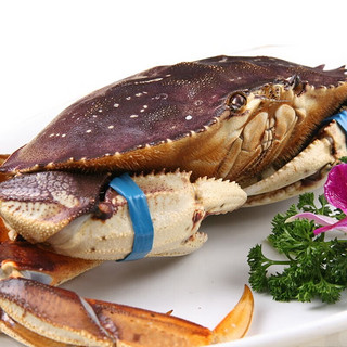 【活鲜】喵和渔 鲜活珍宝蟹加拿大 大螃蟹 海鲜水产海蟹 珍宝蟹1.4-1.5斤/只