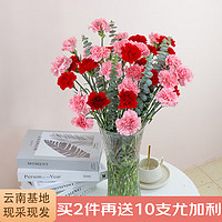 JIANSHI 简势 品质鲜花玫瑰花康乃馨百合向日花束云南昆明基地直发 康乃馨10枝-随机色