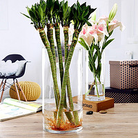 盛世泰堡 玻璃花瓶透明富贵竹水培容器大花瓶客厅桌面装饰摆件直筒款1225