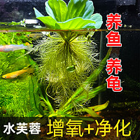 凯希慕 浮萍水草水芙蓉养鱼龟缸造景装饰水培植物水葫芦水草池塘净化水质