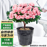 泰西丝 杜鹃花盆栽花卉植物室内好养易活绿植  粉色杜鹃原盆