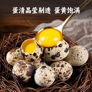 鲜鹌鹑蛋50枚礼盒 孕妇宝宝放心吃 火锅食材
