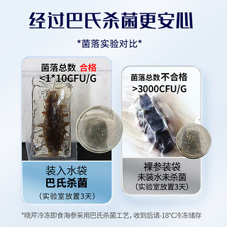 晓芹 大连冷冻即食海参300g 7-10只 辽刺参 海鲜水产