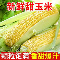 京百味 新鲜水果玉米当季蔬菜颗粒饱满现摘现发香甜多汁5斤源头直发