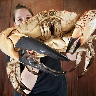 【活鲜】乐食港 澳洲鲜活 皇帝蟹 拟滨蟹大螃蟹 7.8-8.2斤/1只（配送）