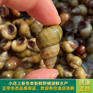 云映渔舟微山湖鲜活清水田螺新鲜螺蛳无泥无沙活体的大石螺可剪尾螺丝 3斤精选田螺（无泥无沙包活） 1500g