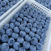 言果纪 特大果 蓝莓 125g*6盒 果径18-22mm