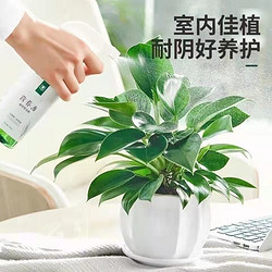 YAXUAN 雅炫 鉑金鉆盆栽綠蘿籮花卉植物室內