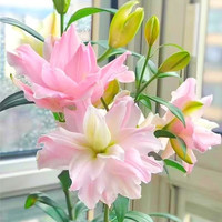绿中城 包对版重瓣香水百合花种球进口四季播种开花易活花卉植物盆栽阳台