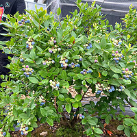 秋忆浓 蓝莓树苗南北方特大蓝莓苗绿宝石2cm粗两颗（单棵结果可达5斤果）