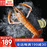 哆鲜生 深海鳌虾 远洋捕捞鲜活冷冻刺身级非新西兰进口虾类生鲜500g 大号 7-9条/盒