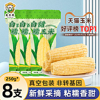 美农哥 东北白糯玉米250g*8支真空包装新玉米粘糯玉米棒苞米非即食现摘