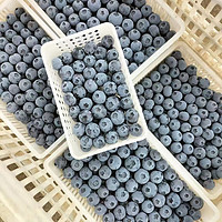 黄花地 特大果 蓝莓 125g*4盒 单果18-22mm