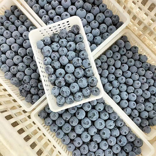 特大果 蓝莓 125g*4盒 单果18-22mm