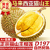 知鲜湾 马来西亚猫山王榴莲d197树熟榴莲肉液氮榴莲新鲜带壳整颗3-3.5斤