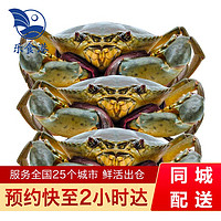 【活鲜】乐食港 青蟹鲜活大螃蟹公蟹母蟹膏蟹 母蟹 8-9两（1只）