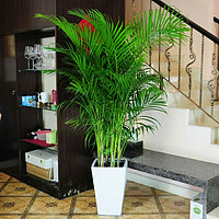 家中有果 散尾葵 凤尾竹 客厅室内 大型盆栽花卉 盆栽  夏威夷绿植 散尾葵1到1.2米高度左右 含盆
