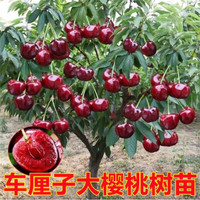 花棯 嫁接车厘子树苗 大樱桃树苗南方北方种植庭院阳台盆栽地栽果树苗 12年苗5公分粗品种备注 71cm(含)120cm(含)