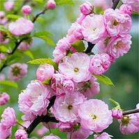 中梦 梅花盆栽老桩红梅腊梅盆景树苗花卉耐寒植物室内阳台庭院 榆叶梅5年苗 不含盆