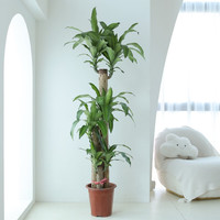 花城水调 巴西木大型绿植盆栽幸运木大厅客厅写字楼办公室吸甲醛净化空气 三杆高130-140cm原胶盆