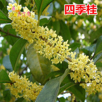 花竹恋 盆栽桂花树苗四季桂金桂丹桂沉香桂嫁接桂庭院盆栽植物 不含盆 四季桂 3年苗
