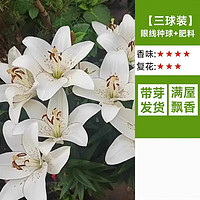 临雅 重瓣香水百合种球阳台四季浓香型花卉植物百合花种子盆栽绿植 眼线百合3球+肥料