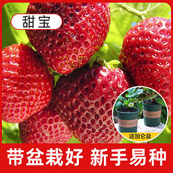 京云夢 草莓苗紅火果四季家庭陽臺草莓盆栽 /甜寶草莓兩顆含加侖盆栽好