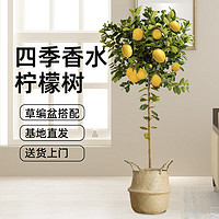 双盟 香水柠檬树带果盆栽可食用大型客厅好养阳台四季开花卉室内绿植物