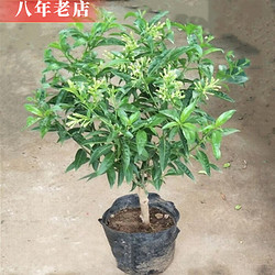 YAHUI 雅卉 夜来香花苗 盆栽花苗植物 夜来香树苗 当年开花 6年苗开花超多夜来香 不含盆