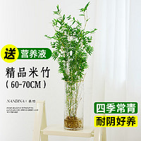 临雅 米竹水培植物室内盆栽水生富贵竹办公室绿植 60-70cm+营养液
