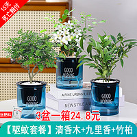 绿有意绿植盆栽多肉花卉盆栽植物室内桌面水培绿植办公室客厅植物懒人 驱蚊3盆】清香木+九里香+竹柏