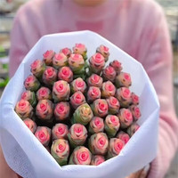 兰桑 彩色红心钱串多肉植物萌肉肉组合盆栽阳台庭院花卉老桩多肉绿植 彩色红心钱串10-15头