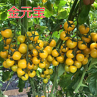 菜友 黄色樱桃番茄种子 黄圣女果种子 小番茄种子 特色番茄 金元宝 金元宝20粒分装