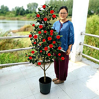 心头肉 耐冬山茶花树苗盆栽地栽大型室内庭院植物耐寒盆景高杆耐冬茶花苗庭院别墅南北方四季种植工程绿化苗 耐冬茶花 耐冬茶花40--60厘米高2棵