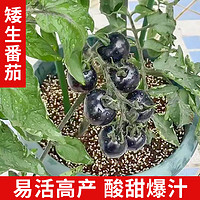 临雅 番茄苗水果盆栽千禧种子夏天阳台圣女果西红柿苗 矮生黑番茄100粒