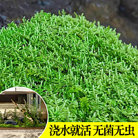 临雅 青苔藓鲜活微景观绿植盆景桌面假山造景材料永生白发短绒植物盆栽