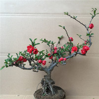 花竹恋 长寿冠海棠盆栽盆景梅花树桩重瓣树苗红梅耐寒耐旱植物不含盆 20年长寿冠海棠当年开花
