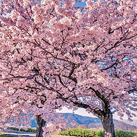 紫亿 日本樱花树苗室外耐寒庭院风景树南北方地栽室内盆栽园林易活花卉 樱花1.1-1.2米高度