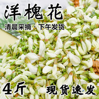 2024新鲜洋槐花现摘现发山野菜应当季蔬菜杨槐树花骨朵苞河南特产