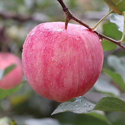 DFQY 东方玘缘 山东烟台栖霞红富士苹果 脆甜大果5斤烟台苹果 时令水果源头直发