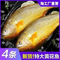 七叶岛 新鲜大黄鱼 1条 单条 500G装