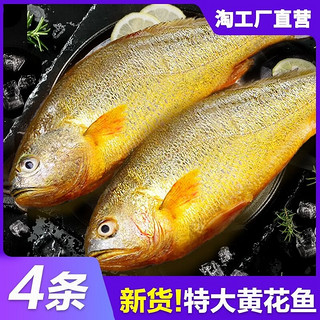 七叶岛 新鲜大黄鱼 1条 单条 500G装