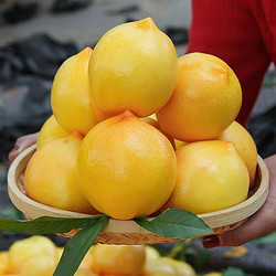 元族 【顺丰】时令山东蒙阴黄油桃礼盒装新鲜水果净重4.5斤 大果
