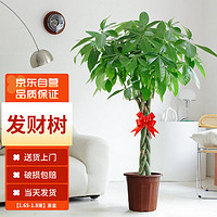 MOYi 墨一 发财树盆栽大型绿植室内客厅办公室辫子发财树1.65-1.8米含原盆