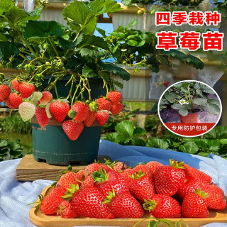 西瓜是什么季节开花结果 663b8439b230a1321.jpg_d320.jpg