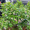 秋忆浓 蓝莓树苗南北方特大蓝莓苗绿宝石2cm粗两颗（单棵结果可达8斤果）