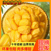 南业果（NANYEGUO）海南三亚菠萝蜜现摘新鲜水果当季黄肉干苞一整个 15-20斤
