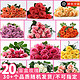 母亲节好礼、PLUS会员：京东鲜花 随机色玫瑰20枝