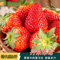 斯可沁 辽宁丹东99红颜奶油草莓 特大果3斤单果30-40g新鲜水果产地直发