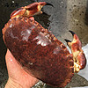 海兑鲜 英国熟冻面包蟹黄金蟹400-600g/1只珍宝蟹海鲜水产